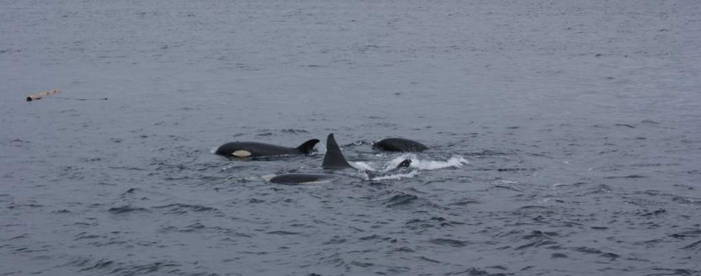 Orcas en estrecho de Johnston, norte de la isla de Vancouver, oeste de Canada