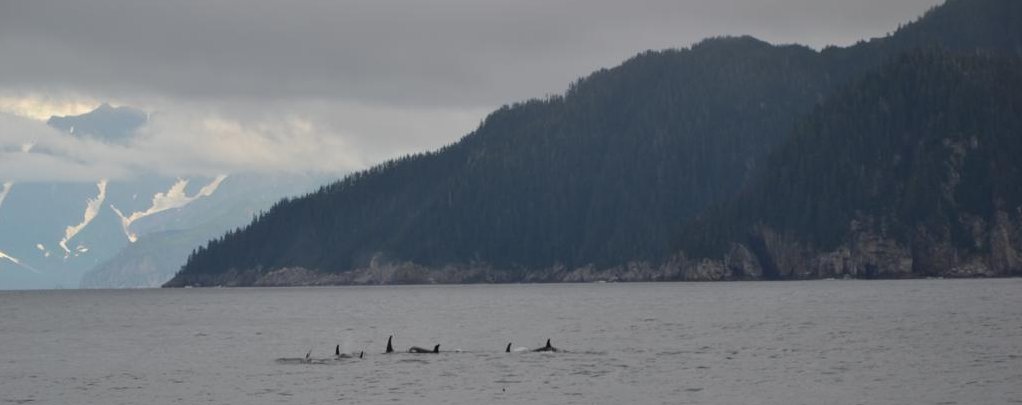 orcas al Kenai Fjords