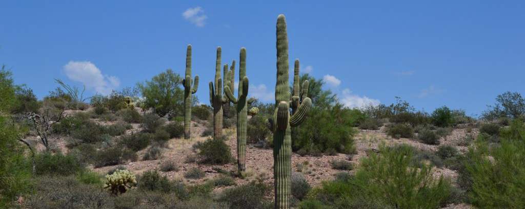 Cactus al desert, cerca de Phoenix, Arizona