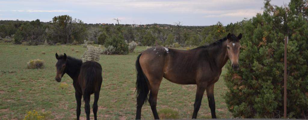 Cavalls al canó de Chelly, Chinle, Arizona