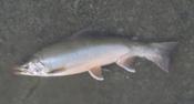 Pesca a Alaska